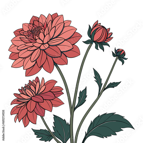 Pink and Red Dahlia Flowers with Buds and Green Leaves on White Background coral