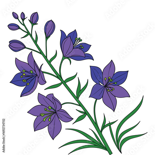 Purple bellflowers with green leaves on a white background Keywords: bellflower, campanula, flower, purple, blue, bloom