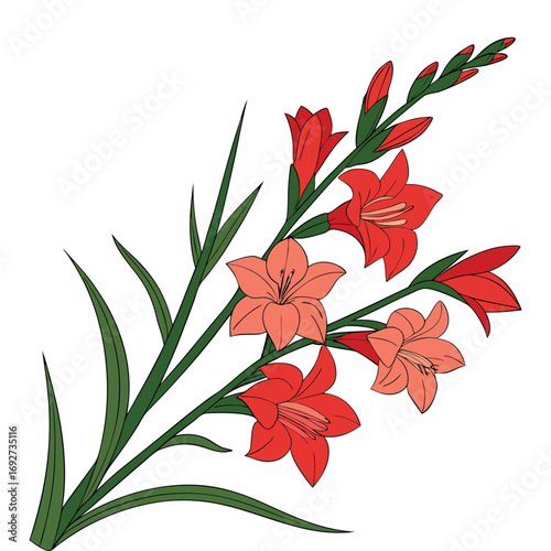 Red and Pink Gladiolus Flowers with Green Stems and Leaves on White Background floral