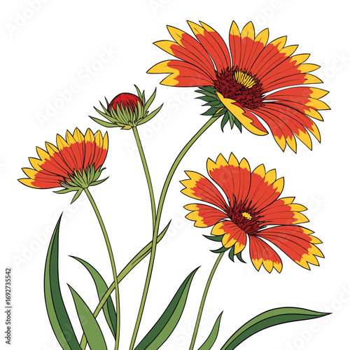 Red and Yellow Gaillardia Flowers with Green Leaves on White Background Keywords: gaillardia, flower, red, yellow, bloom