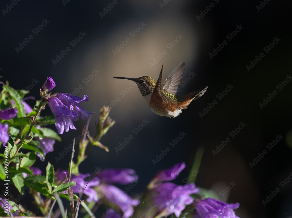 Fototapeta premium Rufous Hummingbird in flowers
