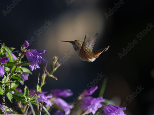 Rufous Hummingbird in flowers