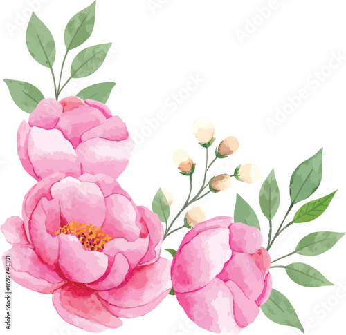 Elegant pink peony flower arrangement corner design for spring celebration white background