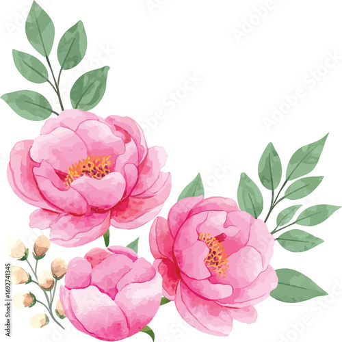 Beautiful pink peony flowers with green leaves floral corner design white background
