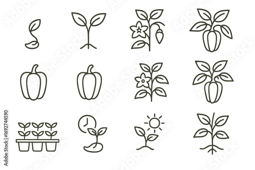Pepper Growth Icons. Line style icons of seasonal pepper growth: seed sprout, young shoot, flowering stage, green pod; ripening