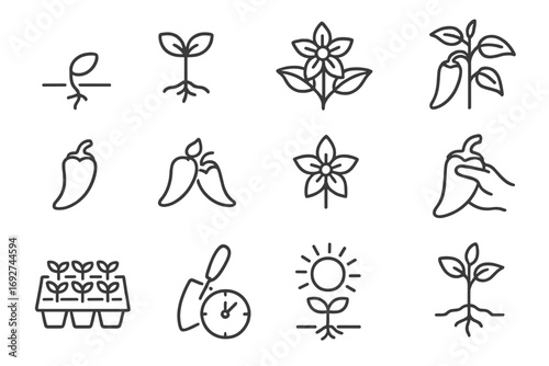 Pepper Growth Icons. Line style icons of seasonal pepper growth: seed sprout, young shoot, flowering stage, green pod; ripening