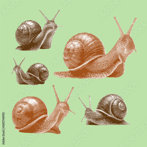 Snail, snail vector, snail illustration, line drawing on green background.