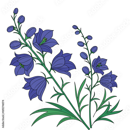 Blue Bellflower Flowers and Buds with Green Leaves on White Background campanula floral