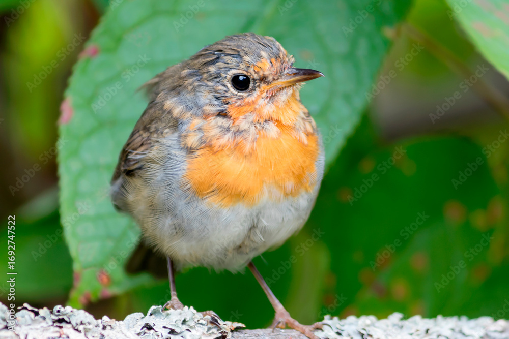 Fototapeta premium A young robin sits on a wooden pole in the garden.