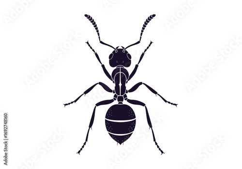 A detailed illustration of an ant showing its anatomical features and body segments