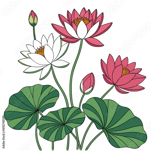 Pink and White Water Lilies with Green Leaves on White Background water lily lotus