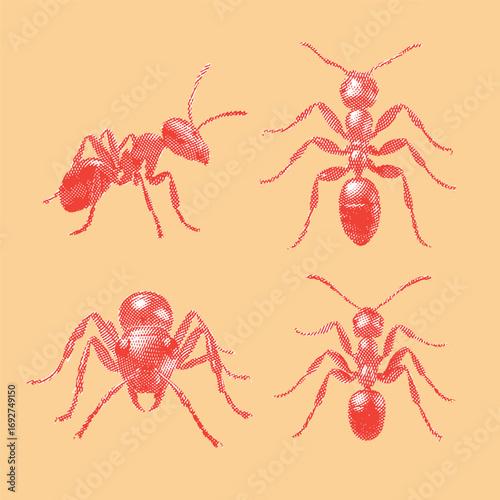 Ant, ant vector, ant illustration, line drawing on orange background.