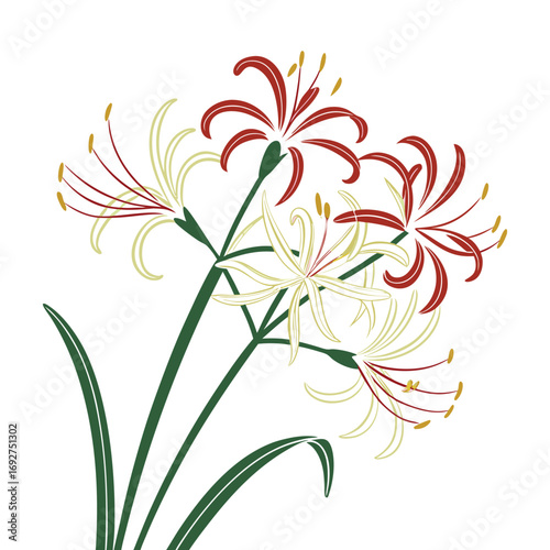 Red and yellow spider lily flowers with green leaves on white background floral bloom