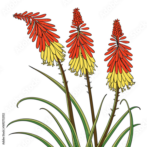 Three Red and Yellow Torch Lily Flowers with Green Leaves on White Keywords: torch lily, red hot poker, kniphofia, flower