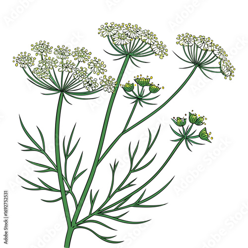 White dill flowers with green leaves and seed pods on a white background Keywords: dill, dill flowers, floral, botanical, bloom