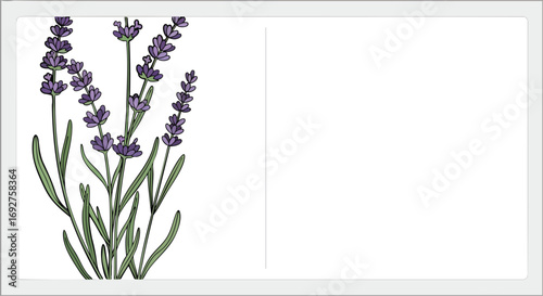 Beautiful hand drawn lavender flowers vector illustration postcard design element purple bloom nature botanical herbal aromatherapy