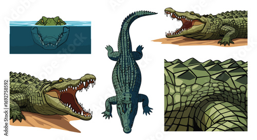 Collection of powerful cartoon crocodile vector illustrations poses alligator reptile animal predator teeth water skin illustration set