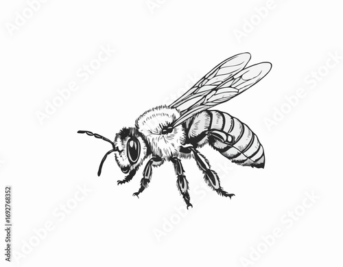 bee sitting hand drawn sketch insects vector illustration