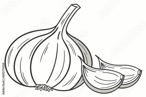 Clean outline of a garlic bulb illustration
