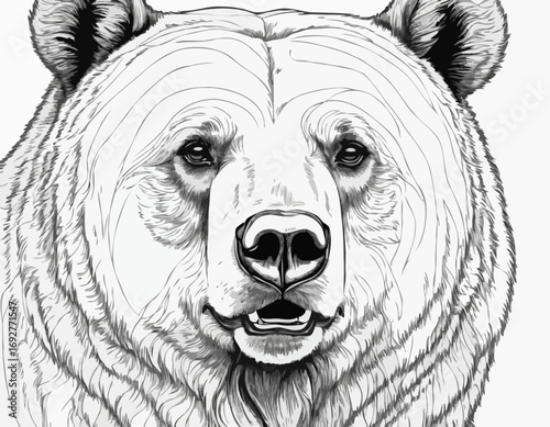 Beautiful realistic bear portrait hand drawn engraving sketch Vector illustration.