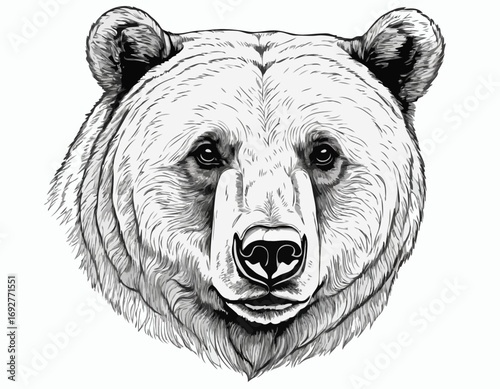 Beautiful realistic bear portrait hand drawn engraving sketch Vector illustration.