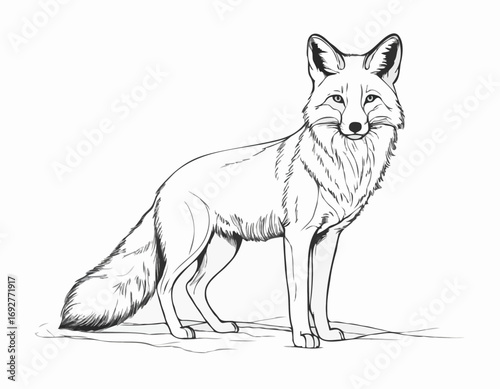 Beautiful fox sketch hand drawn Vector illustration Wild animals