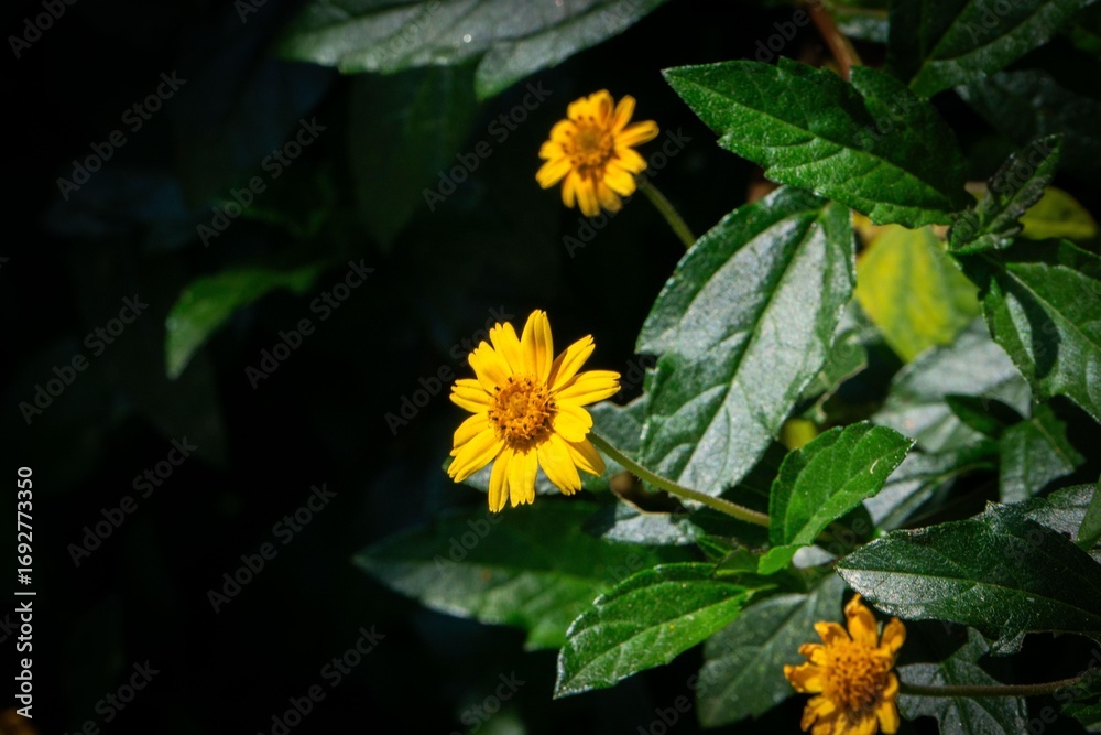 Yellow Flowers on Green Foliage Yellow Flowers on Green Foliage