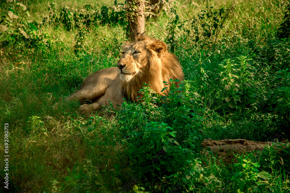 Naklejka premium Lion in Open Moat in Zoo