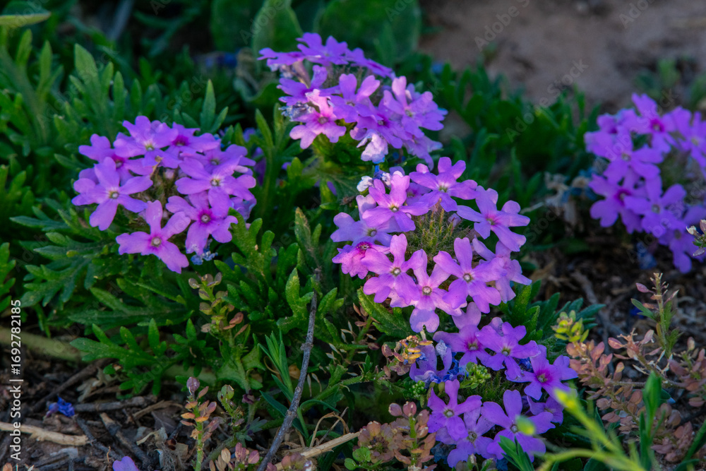 Obraz premium Pretty Purple Flowers