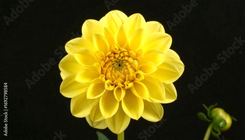 A close-up view showcases a vibrant yellow flower in full bloom against a stark black backdrop. The intricate petal arrangement and the central detail of the flower are in focus, alongside a bud