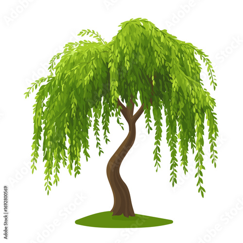 Willow Tree, flat style 2D vector image, isolated on a white background
