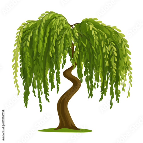 Willow Tree, flat style 2D vector image, isolated on a white background