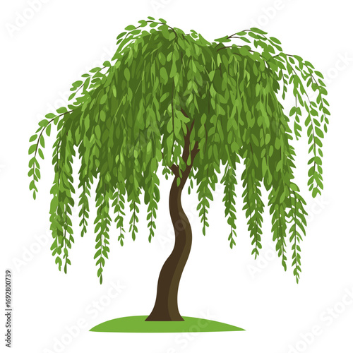 2D flat vector illustration of a Willow Tree in icon style, isolated on white background