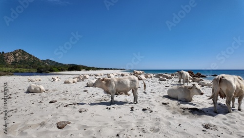 view of cows at Berchida beach south of Siniscola, in the Baronie territory on the east coast of the island of Sardinia, known as one of the most beautiful beaches in the Mediterranean