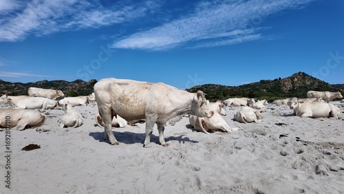 view of cows at Berchida beach south of Siniscola, in the Baronie territory on the east coast of the island of Sardinia, known as one of the most beautiful beaches in the Mediterranean