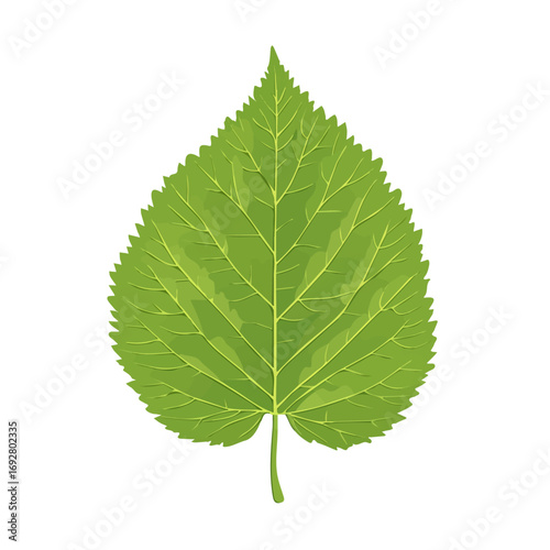 2D flat vector illustration of a Mulberry Leaf in icon style, isolated on white background