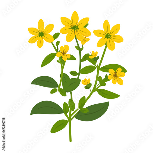 Flat 2D St. Johns Wort illustration, vector graphic in icon style, on white background
