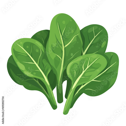 2D flat vector illustration of a Spinach in icon style, isolated on white background