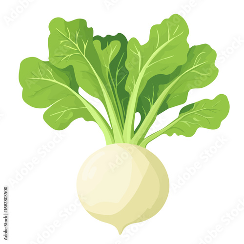 Kohlrabi, flat style 2D vector image, isolated on a white background