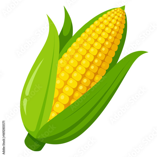 corn cobs isolated on white
