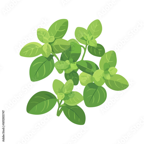 Flat 2D Oregano illustration, vector graphic in icon style, on white background
