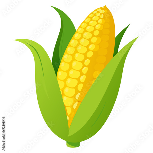 corn cobs isolated on white