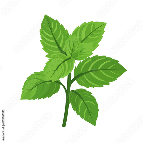 Minimal flat vector of a Spearmint, 2D icon-style illustration on white background