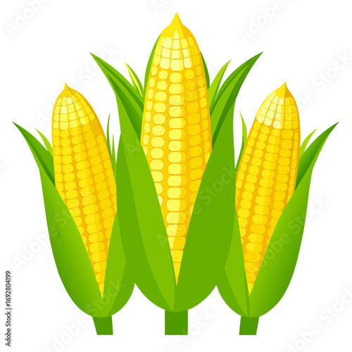 ear of corn