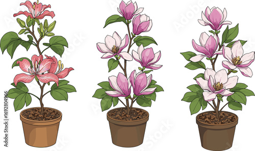 Three potted flowering plants with pink and white blossoms, botanical vector illustration for gardening, floral decor, and seasonal design themes"