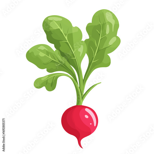 2D flat vector illustration of a Radish in icon style, isolated on white background