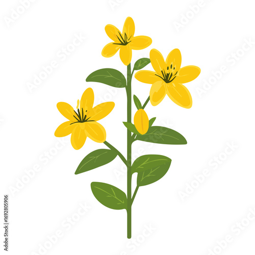 St. Johns Wort, flat style 2D vector image, isolated on a white background
