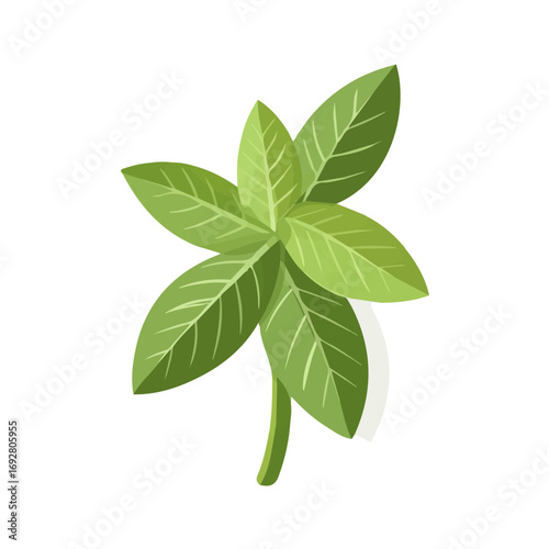 2D flat vector illustration of a Spearmint in icon style, isolated on white background