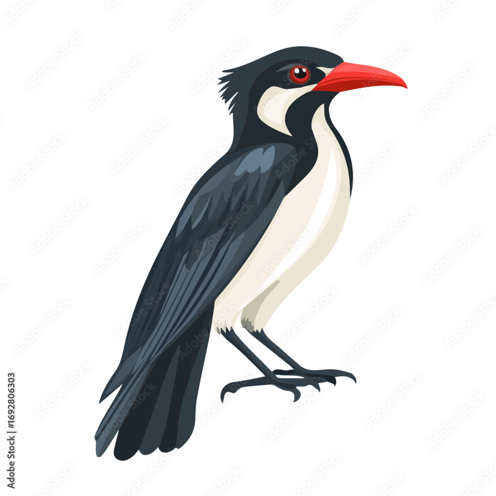 Naklejka premium Koel, flat style 2D vector image, isolated on a white background