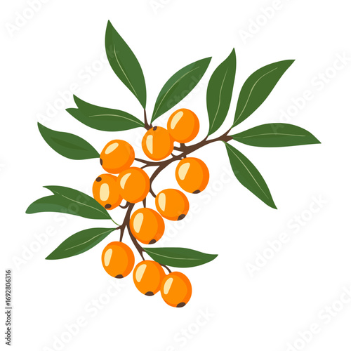 Flat 2D Sea Buckthorn illustration, vector graphic in icon style, on white background